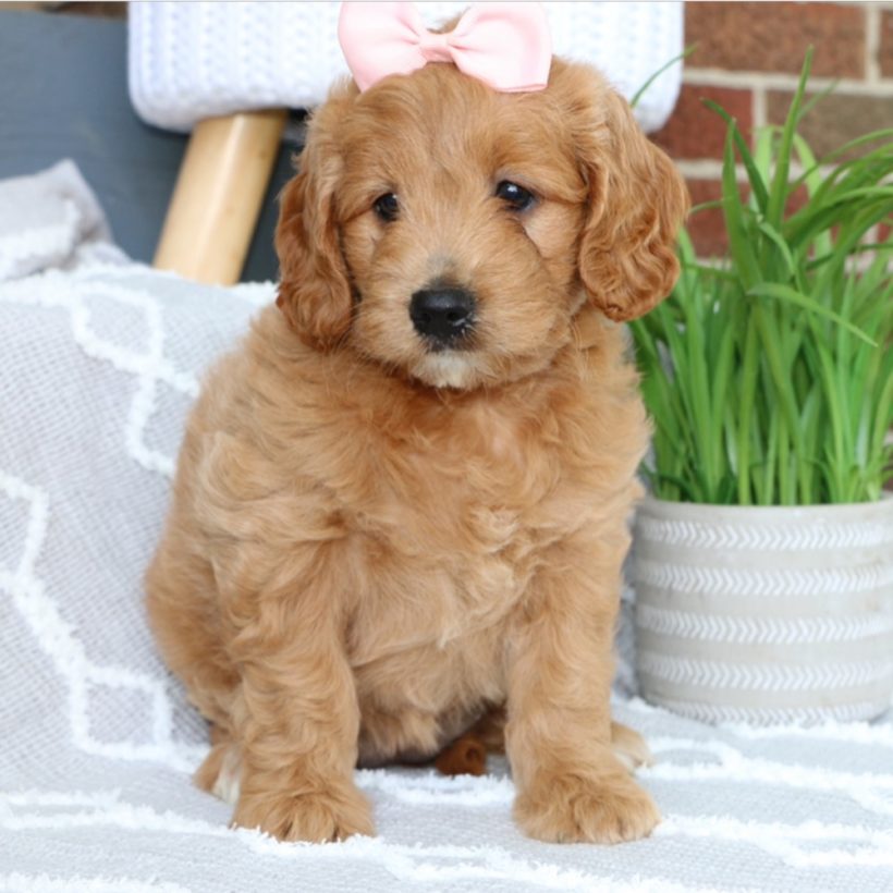 mini teddy bear goldendoodle for sale