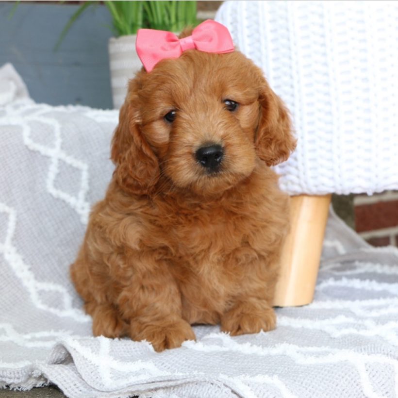 F1 MINI GOLDENDOODLE | FEMALE | ID:8410-LUM – Central Park Puppies