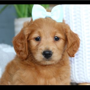 F1 Mini Goldendoodle Puppy for Sale