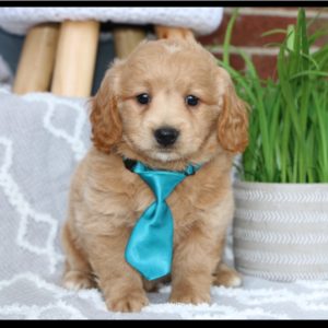 F1 Mini Goldendoodle Puppy for Sale