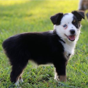 Miniature Australian Shepherd Puppy for Sale