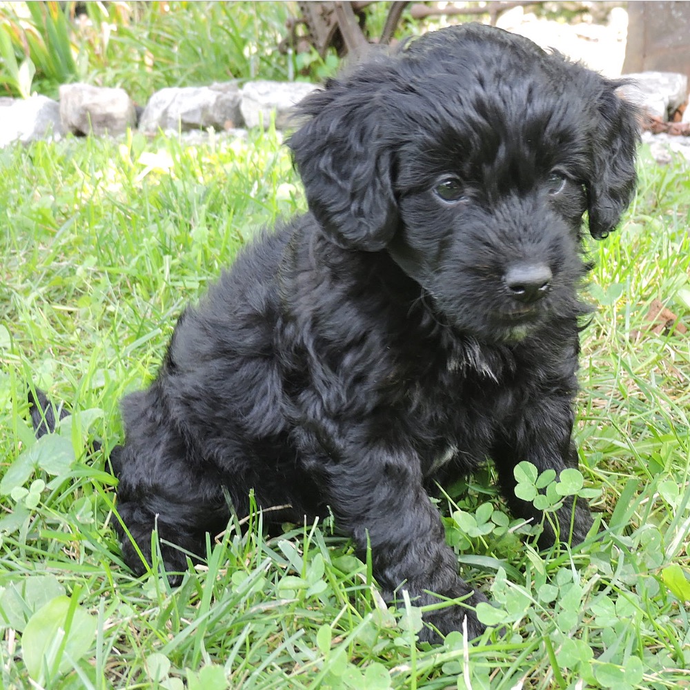 59 Top Photos F1B Bernedoodle Puppies Illinois / Reese-F1b - Mini Bernedoodle Puppy For Sale in Illinois
