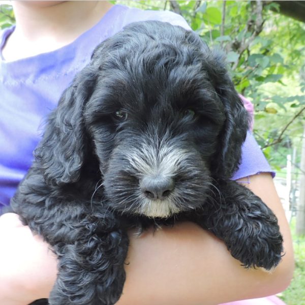 F1b Mini Bernedoodle Puppy for Sale