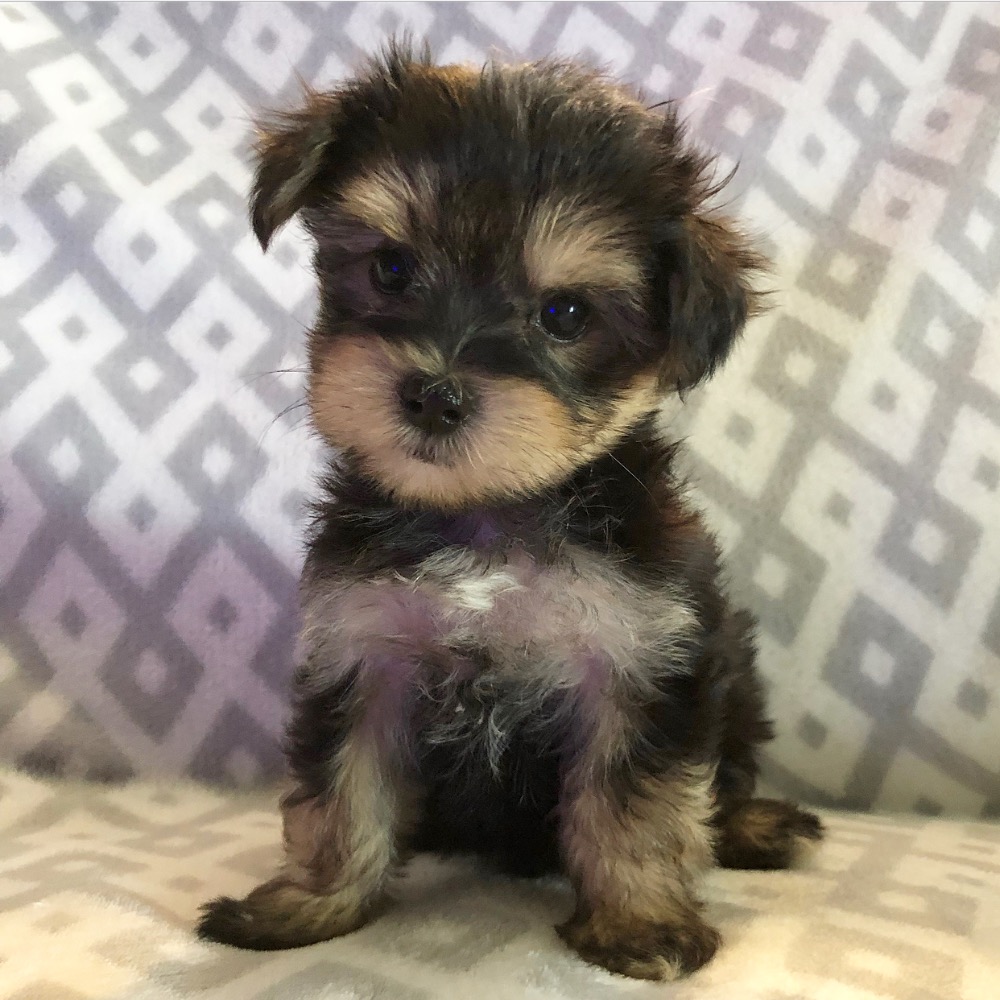 MORKIE | FEMALE | ID:5536-CCS – Central Park Puppies