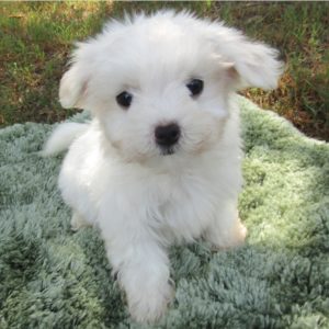 Maltese Puppy for Sale