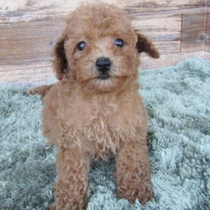 Miniature Poodle Puppy for Sale