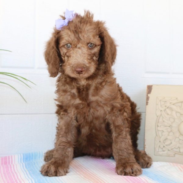 F1b Standard Labradoodle Puppy for Sale