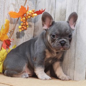 French Bulldog Puppy for Sale