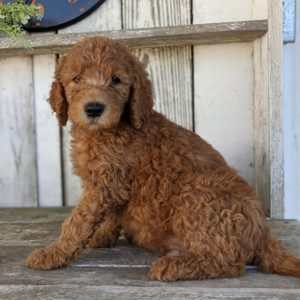F1b Standard Goldendoodle Puppy for Sale