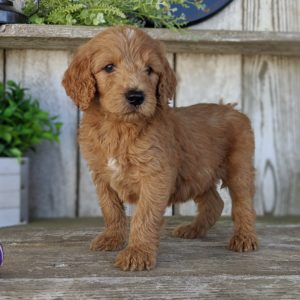F1b Standard Goldendoodle Puppy for Sale