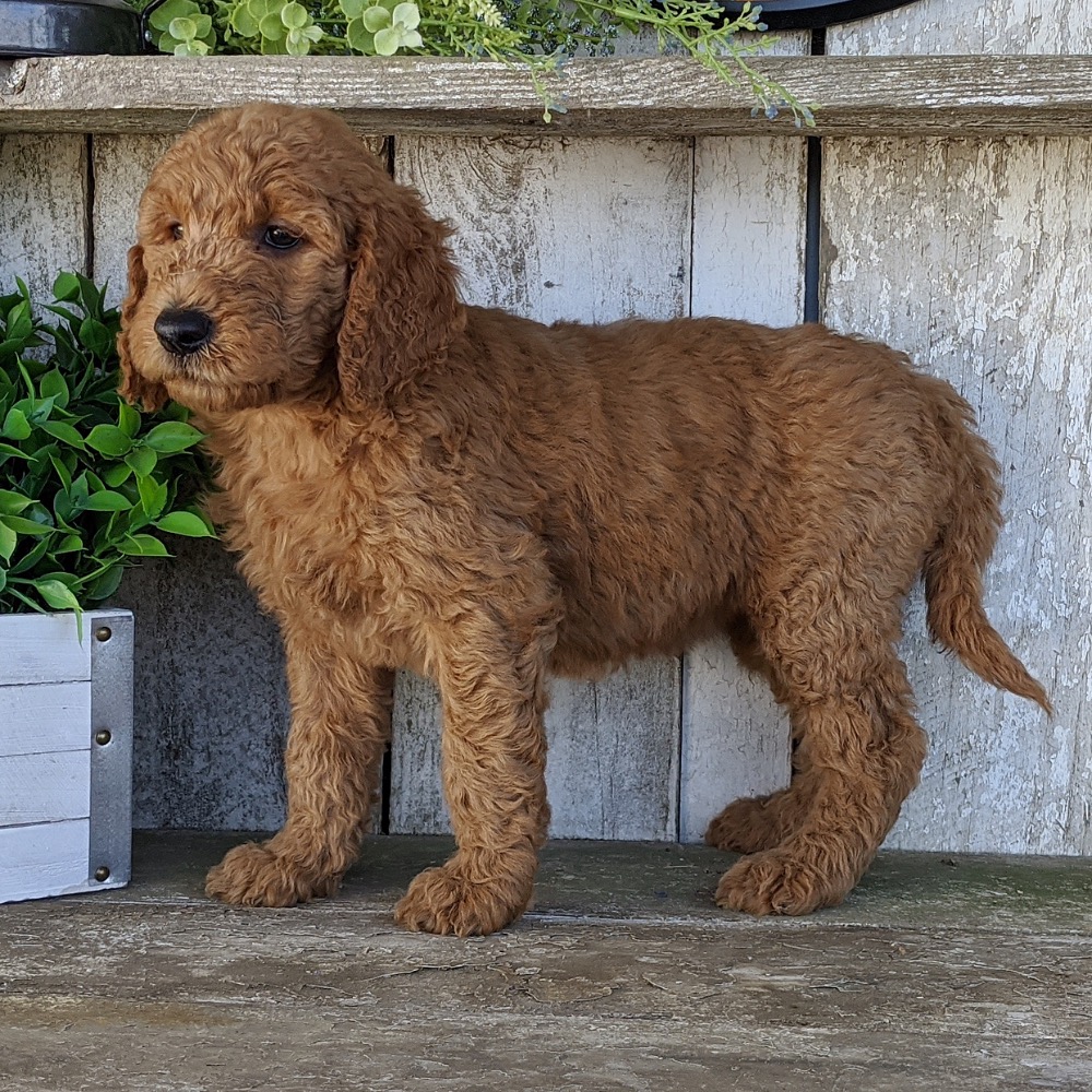 steiff berno goldendoodle