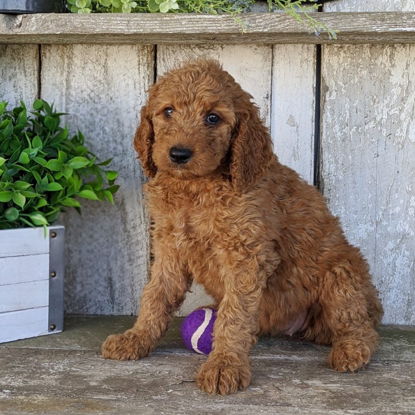 steiff berno goldendoodle