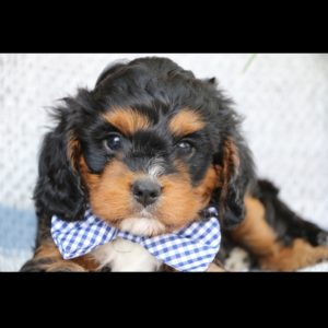 F1 Cavapoo Puppy for Sale