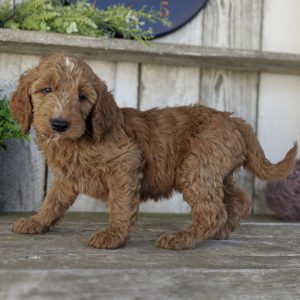 F1b Standard Goldendoodle Puppy for Sale