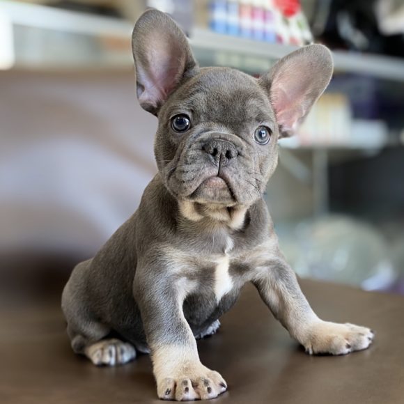 A French Bulldog with a bowtie
