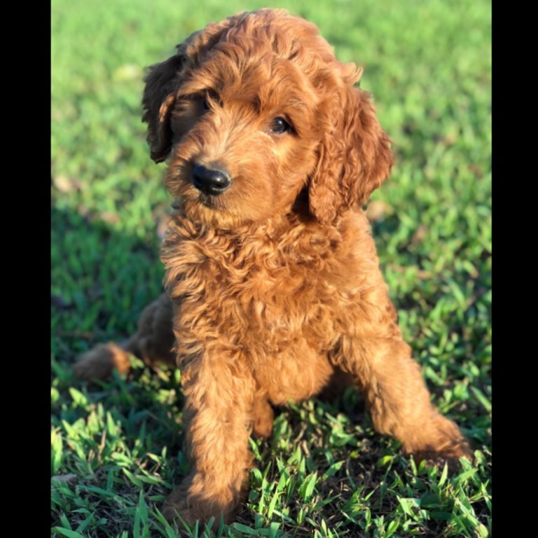 STANDARD GOLDENDOODLE F1 FEMALE ID 5508-CCS2 Central Park Puppies