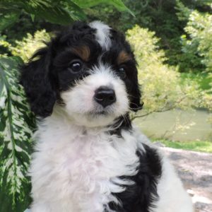 Bernese Cavapoo Puppy for Sale