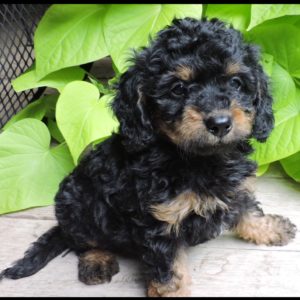 Bernese Cavapoo Puppy for Sale