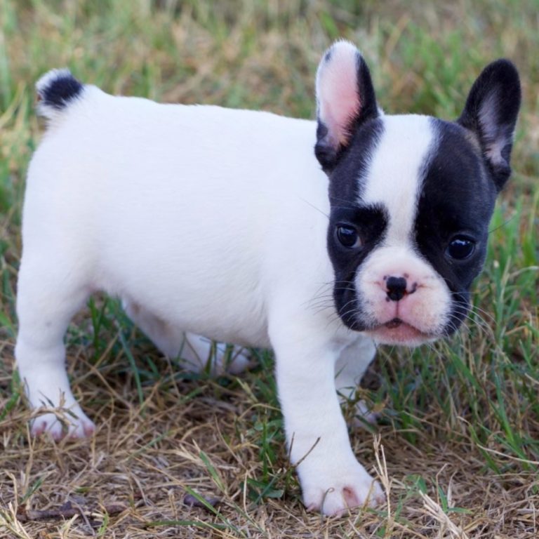 FRENCH BULLDOG | FEMALE | ID:9282-LB – Central Park Puppies