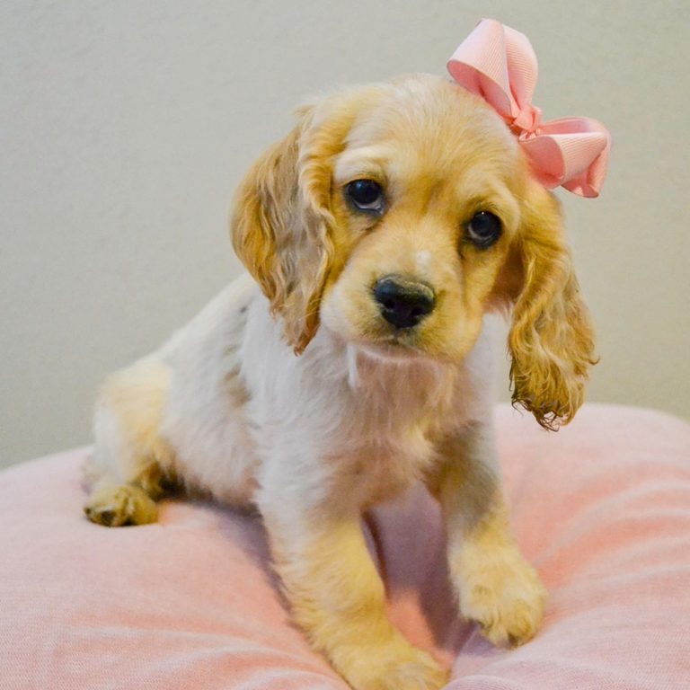 Cocker Spaniel Female Id 4551 Rc Central Park Puppies