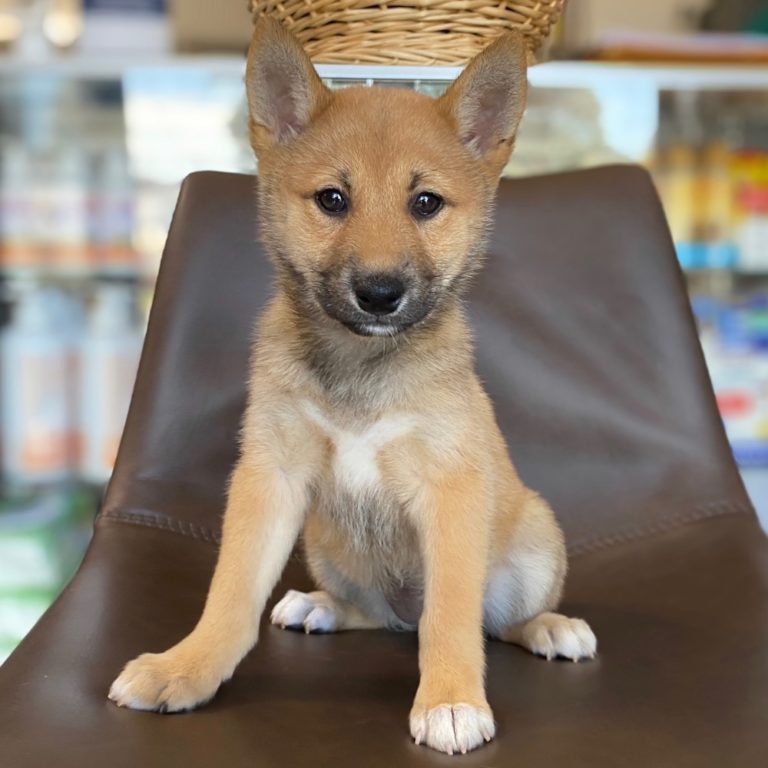 SHIBA INU | FEMALE | ID:8496-MK – Central Park Puppies