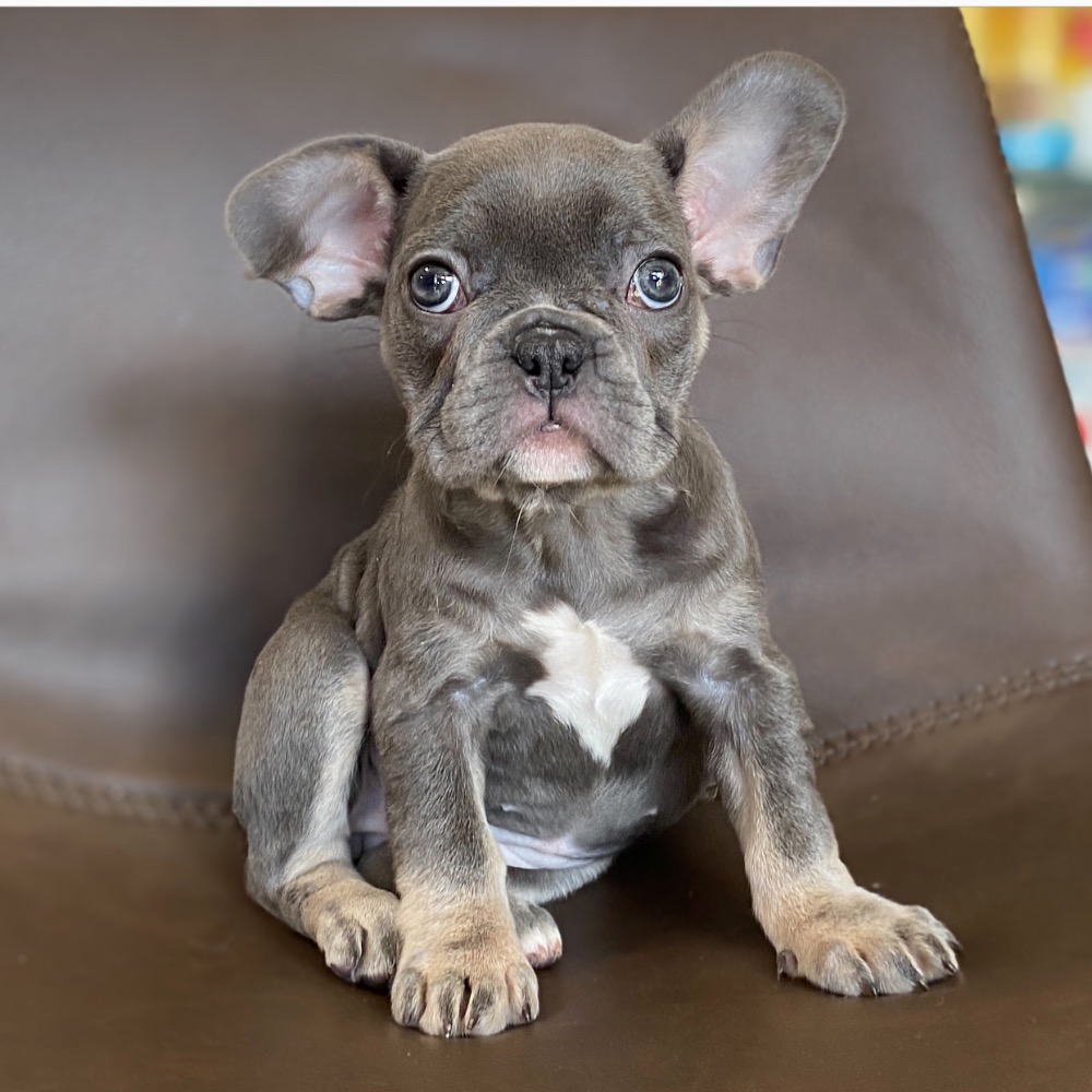 FRENCH BULLDOG | FEMALE | ID:3152-TF – Central Park Puppies
