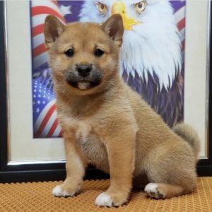 Shiba Inu Puppy for Sale