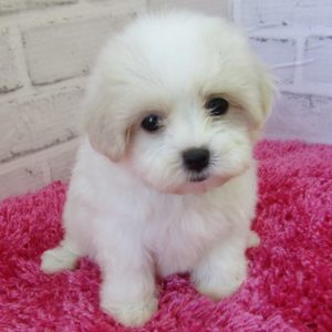 Maltese Puppy for Sale