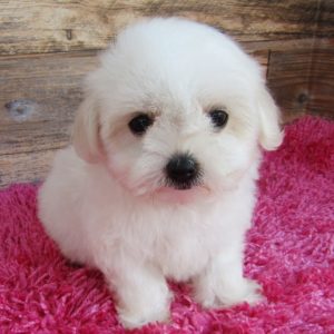Maltese Puppy for Sale