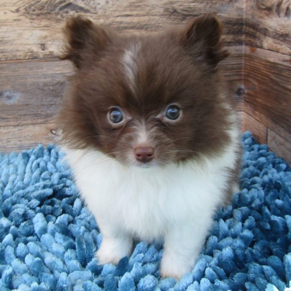 F1b Pomapoo Puppy for Sale