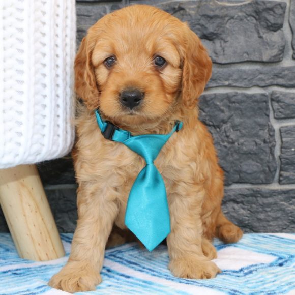  F1 MINI GOLDENDOODLE HYBRID MALE ID 8877-AB Central Park Puppies