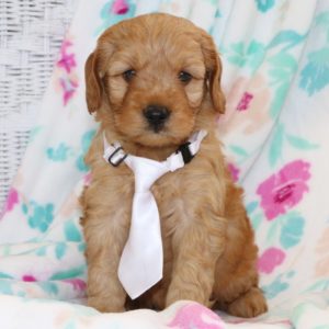 F1 Mini Goldendoodle Hybrid Puppy for Sale