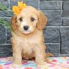 F1 Mini Goldendoodle Hybrid Puppy for Sale