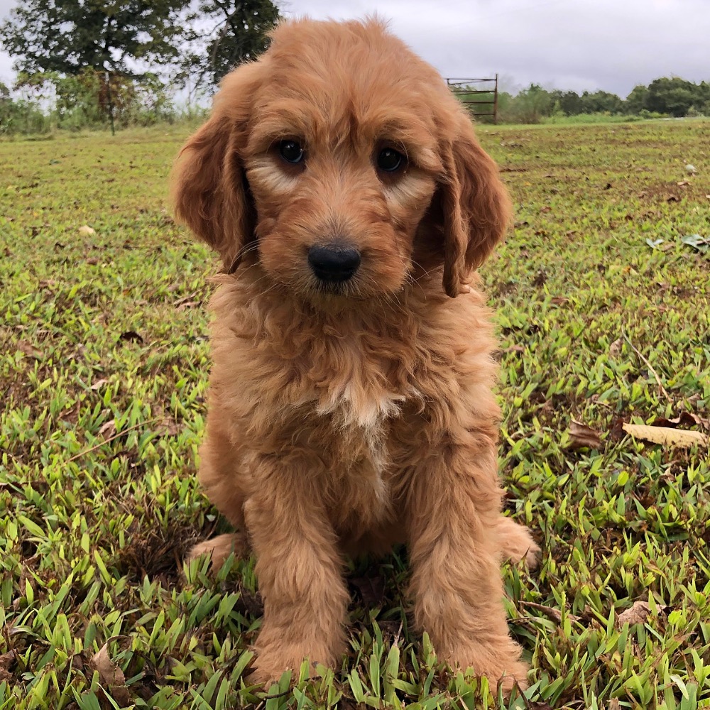 STANDARD GOLDENDOODLE F1 MALE ID 5509-CCS Central 