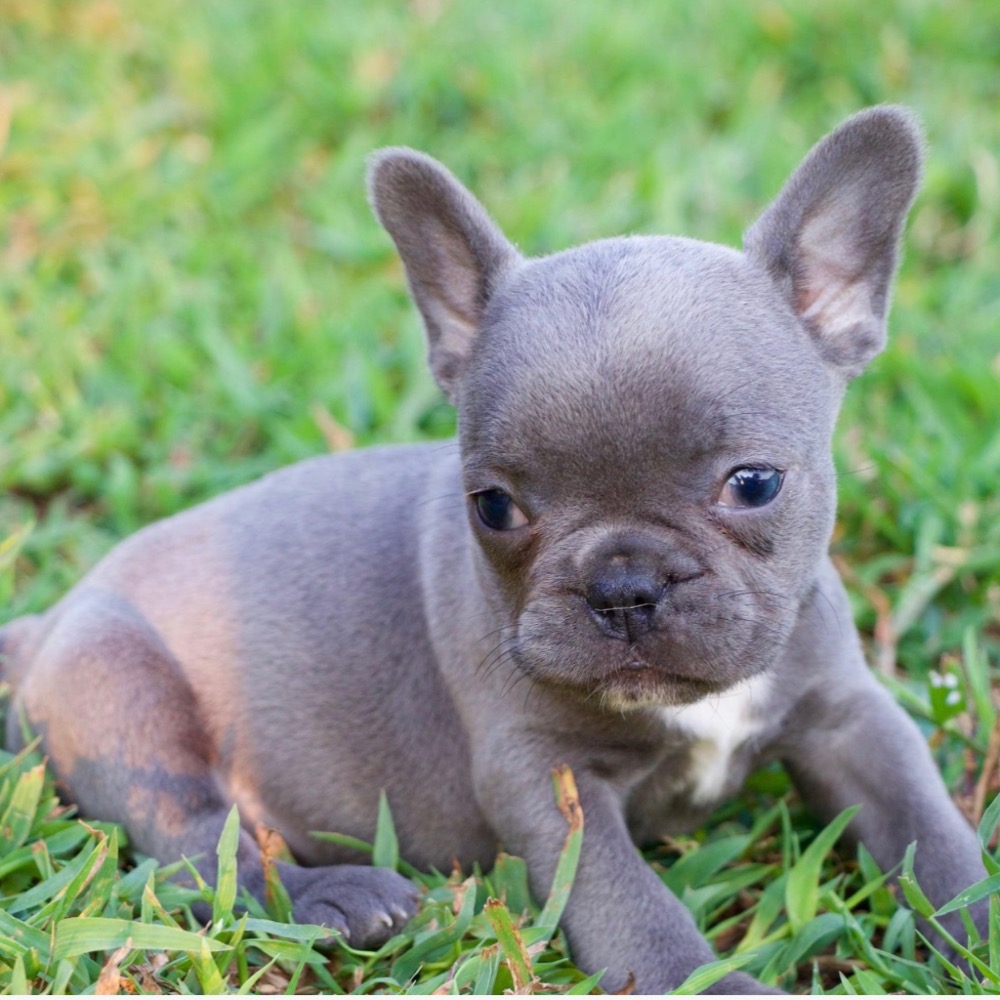 FRENCH BULLDOG | FEMALE | ID:9288-LB – Central Park Puppies