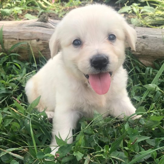 Central Park Puppies Page 109 Puppies For Sale