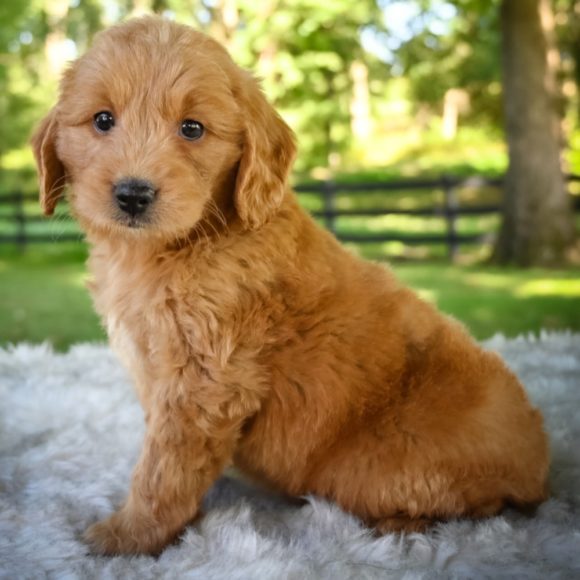  F1 MINI GOLDENDOODLE MALE ID 4063-EN Central Park Puppies 