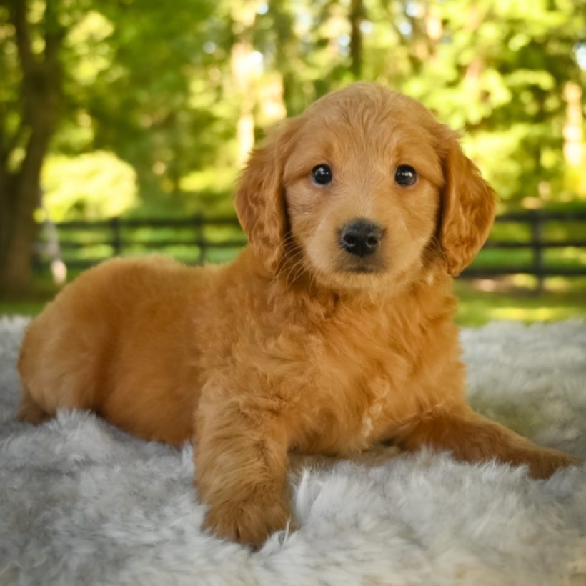  F1 MINI GOLDENDOODLE MALE ID 4071-EN Central Park Puppies 