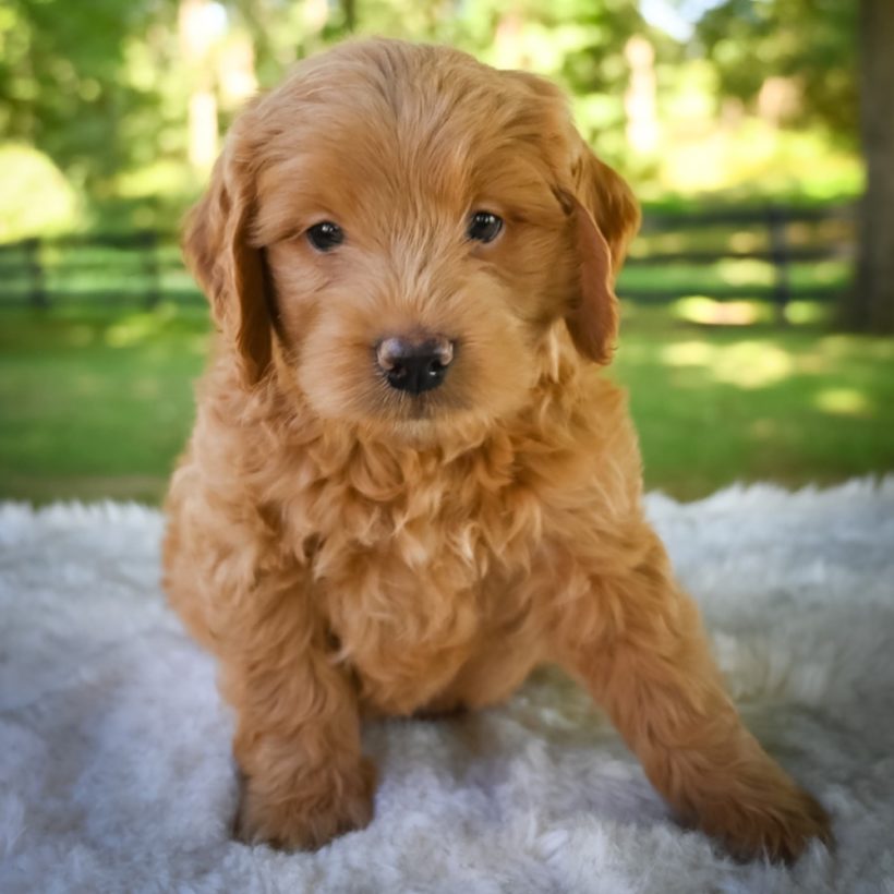  F1 MINI GOLDENDOODLE MALE ID 4073-EN Central Park Puppies 