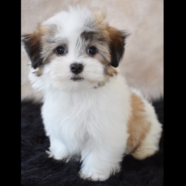 Mal-shi Puppy for Sale