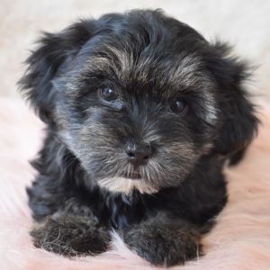 Shorkie Puppy for Sale