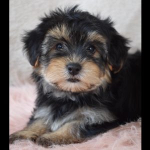 Shorkie Puppy for Sale