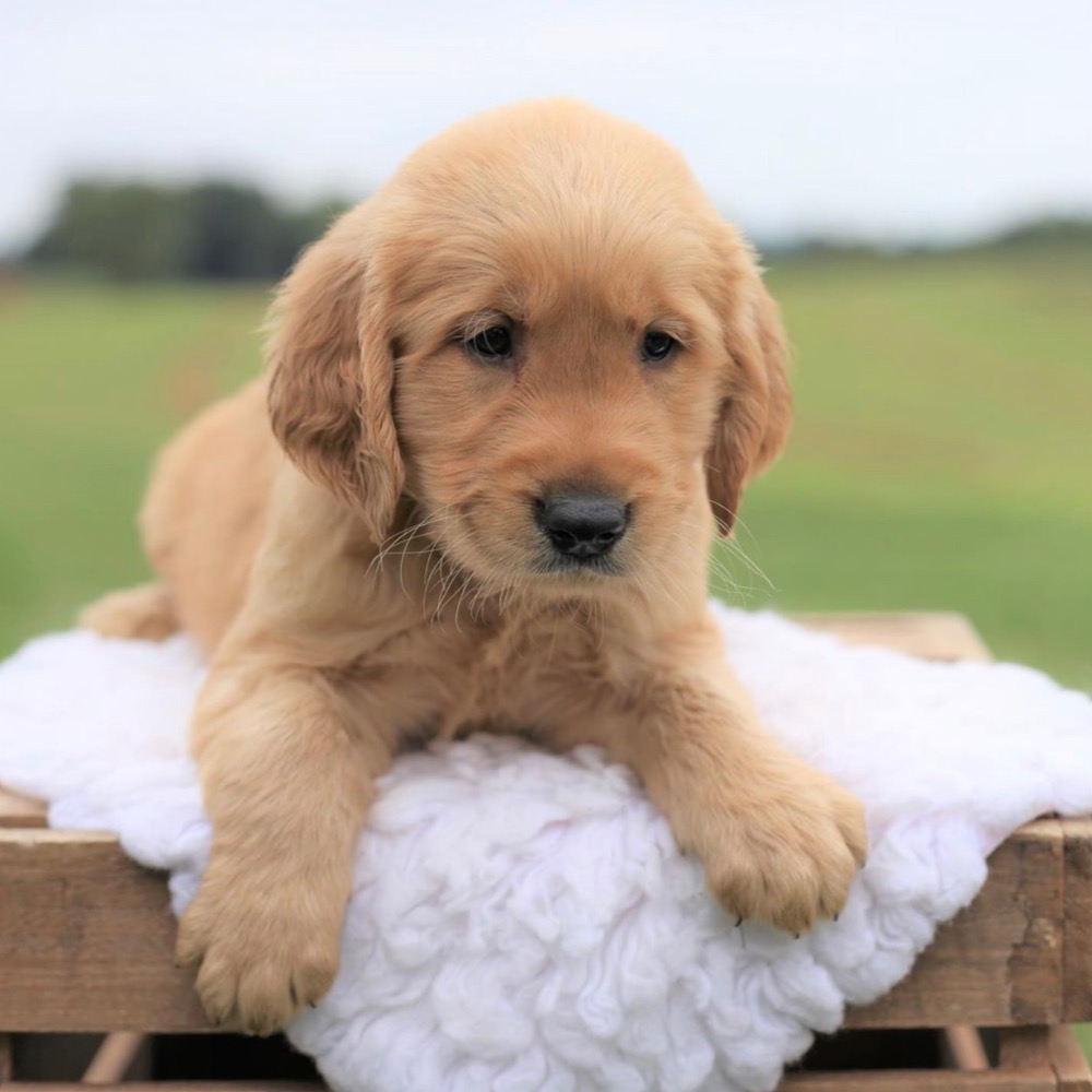 GOLDEN RETRIEVER | MALE | ID:8036-KM – Central Park Puppies