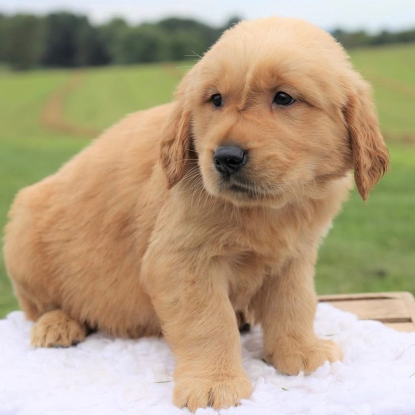 GOLDEN RETRIEVER | MALE | ID:8041-KM – Central Park Puppies