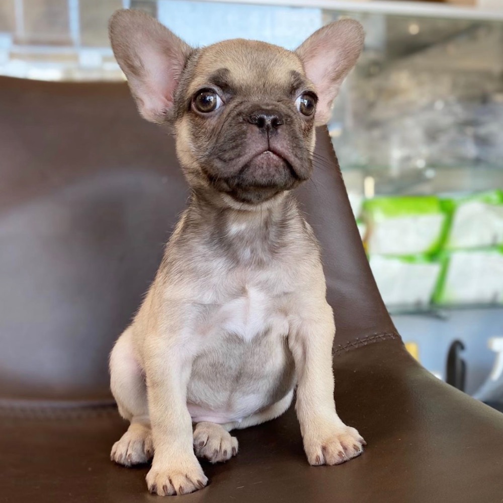 FRENCH BULLDOG | FEMALE | ID:3161-TF - Central Park Puppies
