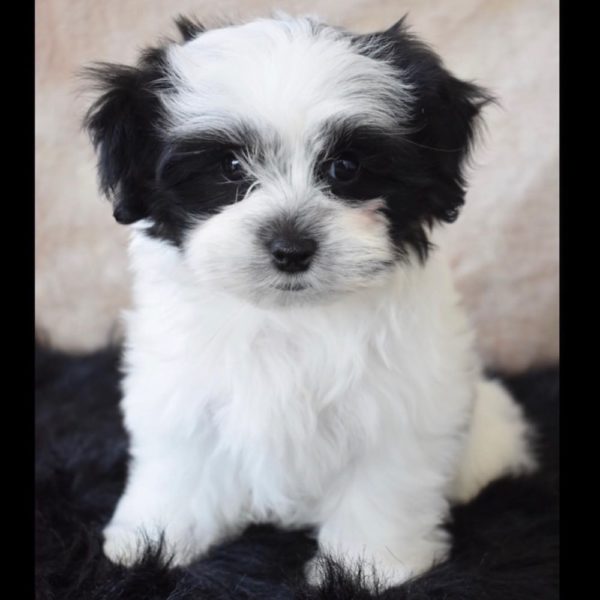 Mal-shi Puppy for Sale