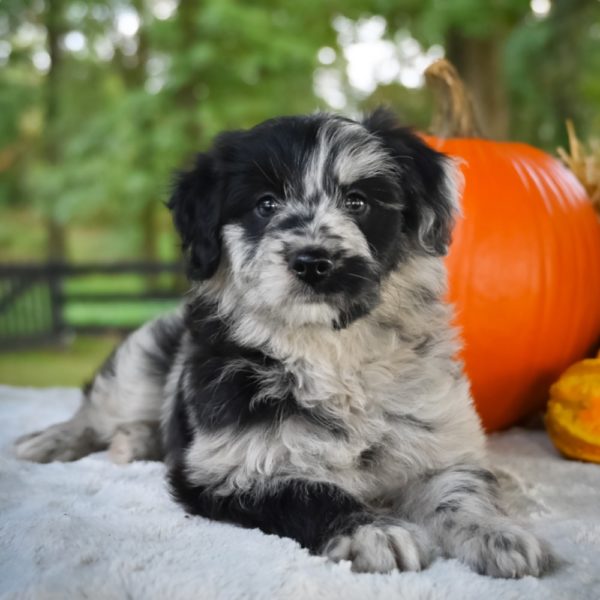 F1 Mini Aussiedoodle Puppy for Sale