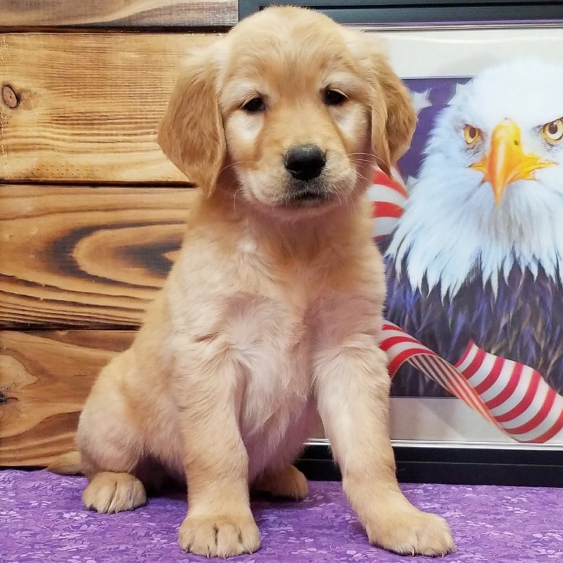 our generation golden retriever pup