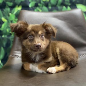 Toy Australian Shepherd Puppy for Sale