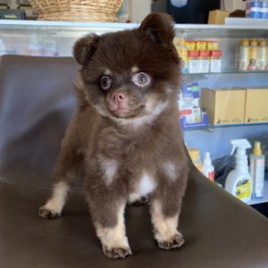 Pomeranian Puppy for Sale